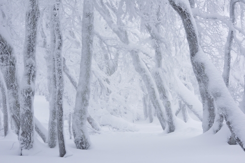 20-nature-photography-forest-photography-winter-vosges-france